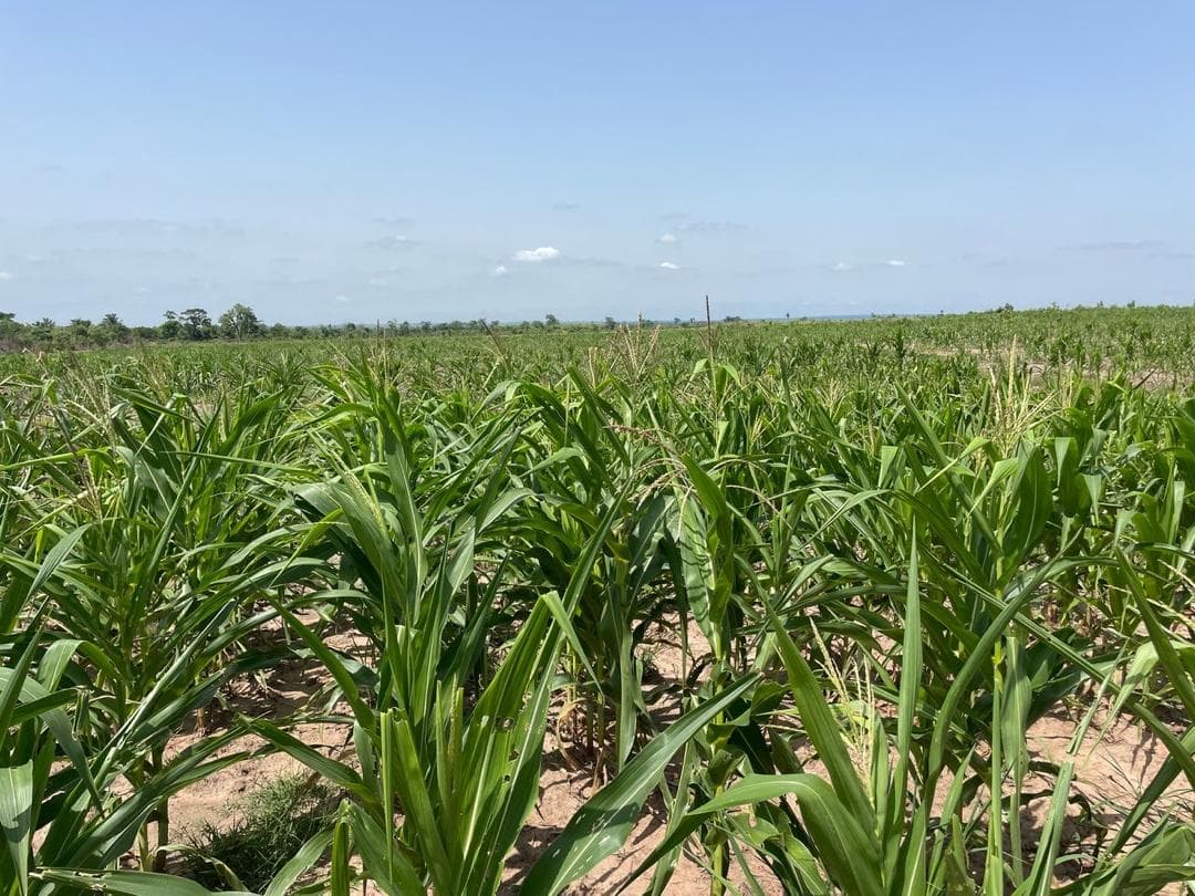 Maize crop growing in rows at the GAB farm