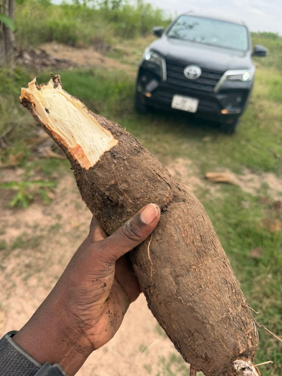 Freshly harvested cassava tuber held for inspection