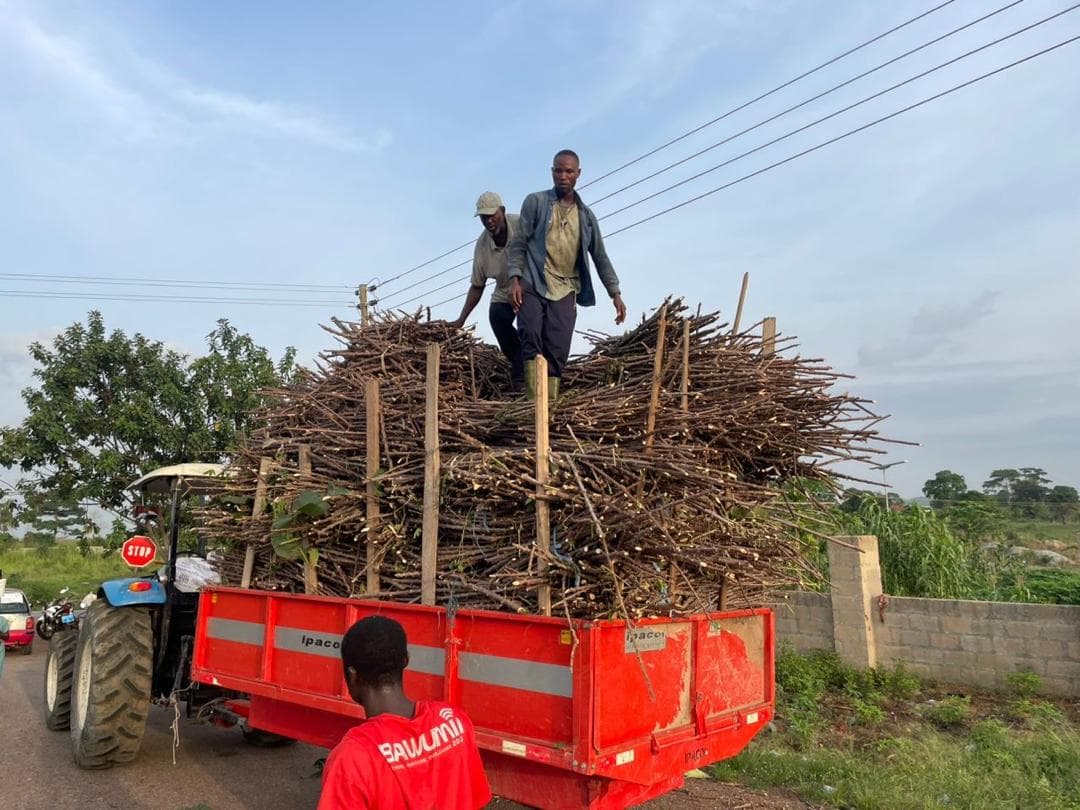 Farm workers standing on a tractor trailer loaded with cassava planting material