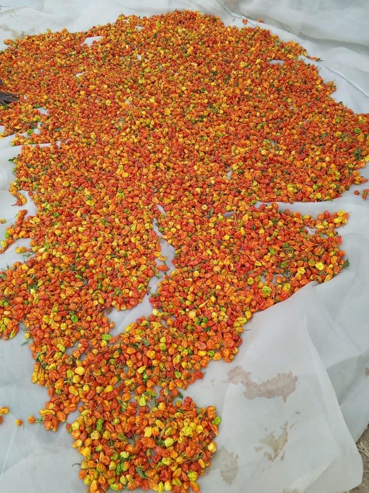 Freshly harvested scotch bonnet peppers spread on tarpaulin for sun-drying at Aframso farm