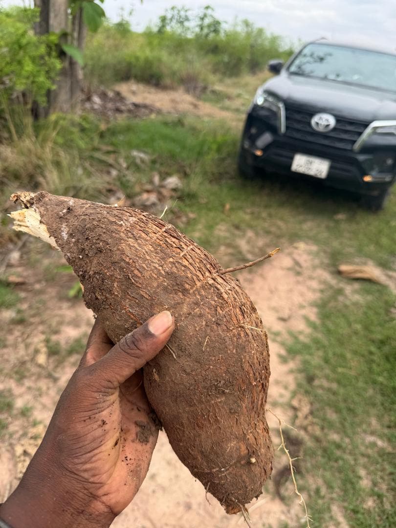 Large freshly harvested cassava root on farm road at Aframso, with Toyota Fortuner visible in background