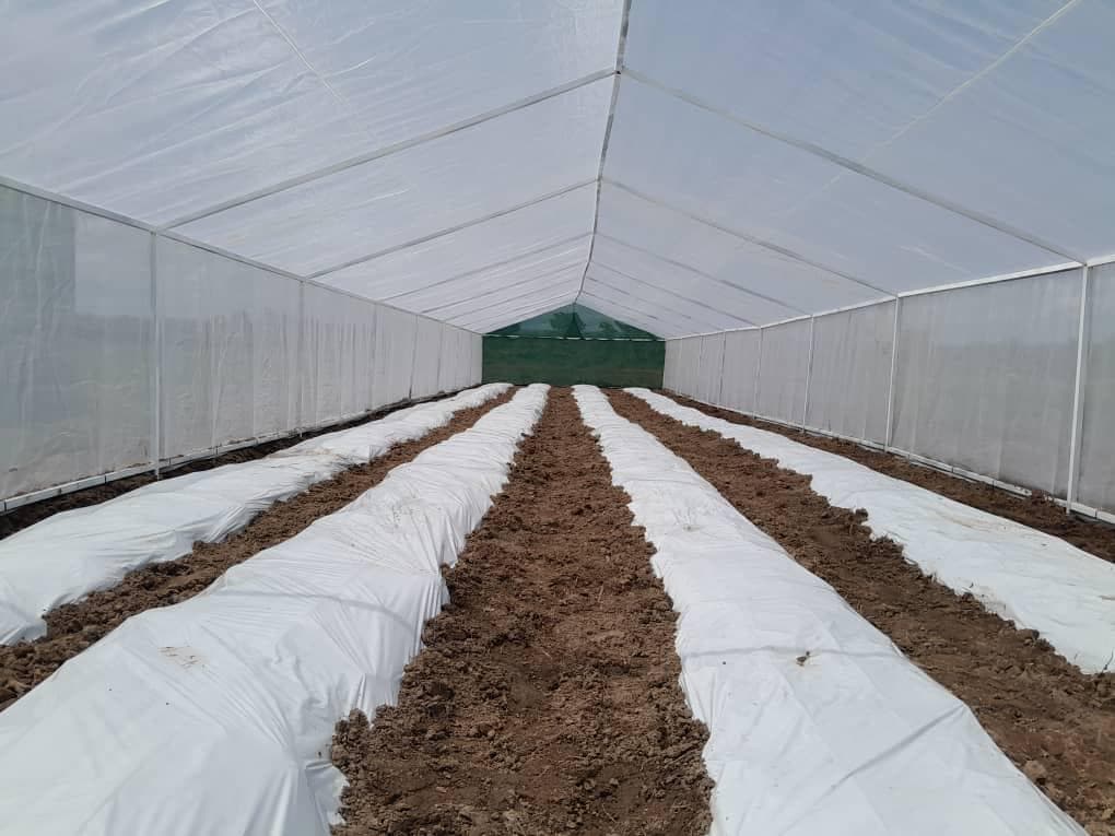 Interior greenhouse rows prepared for controlled crop production