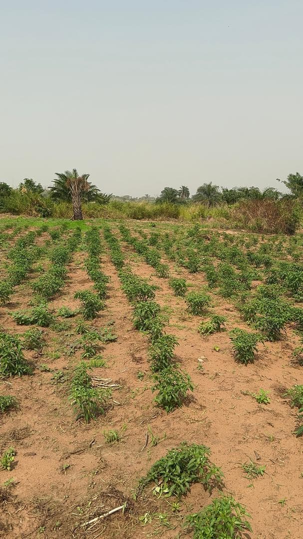 Young chilli pepper plants growing in rows on prepared farmland